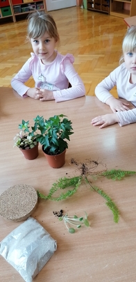 projekt ogród